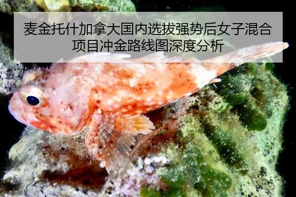 mai-jin-tuo-shen-jia-na-da-guo-nei-xuan-ba-qiang-shi-hou-nv-zi-hun-he-xiang-mu-chong-jin-lu-xian-tu-shen-du-fen-xi-2-887.jpg